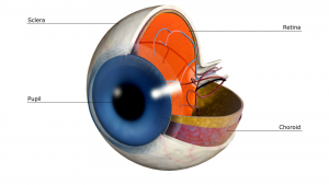 elmiron damages retina